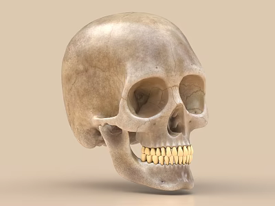 Detailed Human Skull Sculpture Carving With Realistic Bone Structure And Teeth 3d model