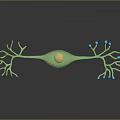 Medical Device 3D Neuron Model With Green Cell Body Yellow Nucleus Blue Synapses