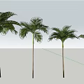 Four Tall Palm Trees With Feathery Fronds For Indoor Outdoor Decoration
