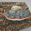 Tree Stump With Black Orange Edged Fungi Growth On Natural Wood Surface