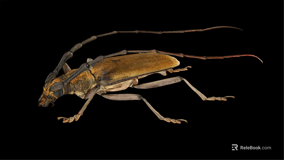 Longhorn Beetle With Long Antennae Brown Body And Detailed Legs On Black Background 3d model 