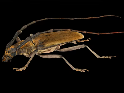 Longhorn Beetle With Long Antennae Brown Body And Detailed Legs On Black Background 3d model
