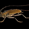 Longhorn Beetle With Long Antennae Brown Body And Detailed Legs On Black Background