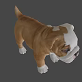 Cute English Bulldog Puppy With White And Brown Coat Standing On Gray Background