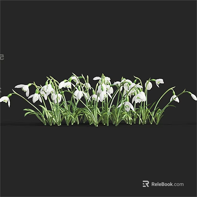Beautiful Shrub With White Snowdrop Flowers And Green Stems On Black Background 3d model 