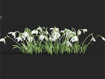Beautiful Shrub With White Snowdrop Flowers And Green Stems On Black Background 3d model