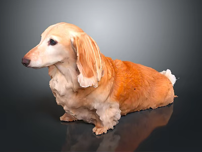 Long Haired Brown Dachshund Sitting On Dark Background With Reflection 3d model