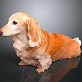 Long Haired Brown Dachshund Sitting On Dark Background With Reflection