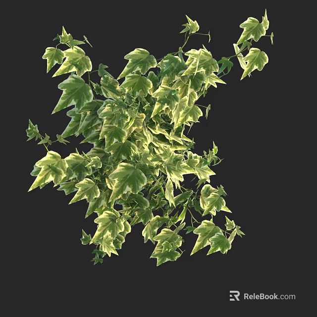Lush Variegated Green and Yellow Ivy Leaves Display on Black Background 3d model 