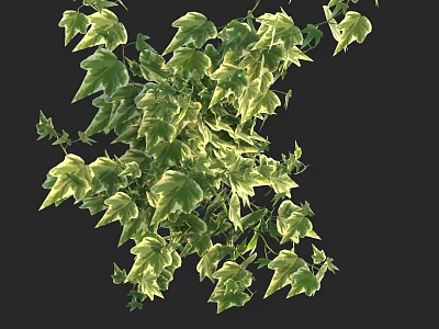 Lush Variegated Green and Yellow Ivy Leaves Display on Black Background 3d model