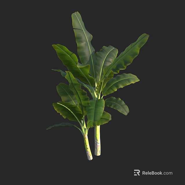 Healthy Arbor With Large Green Leaves And Strong Trunk Growth 3d model 