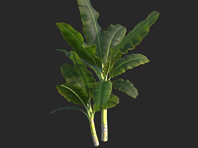 Healthy Arbor With Large Green Leaves And Strong Trunk Growth 3d model