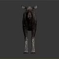 Realistic Standing Moose With Brown Body And White Legs On Grey Background