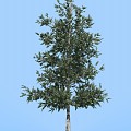 Modern Tree Pine Needle Fir Tree 3d model