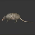 Reptile Armadillo With Scaly Shell Standing On Black Surface With Reflection