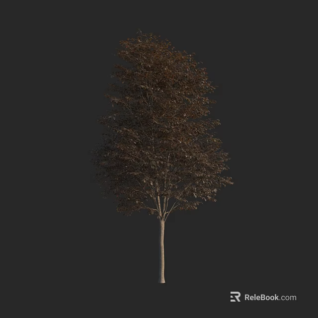 Single Tall Natural Tree With Detailed Brown Foliage On Dark Background 3d model 