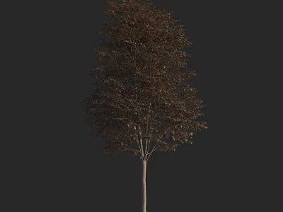 Single Tall Natural Tree With Detailed Brown Foliage On Dark Background 3d model