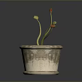 Potted Plant with Green Leaves and Orange Flowers in Textured Clay Pot with Reflection