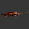 Red Cockroach with Long Antennae Shiny Exoskeleton and Detailed Closeup on Dark Background