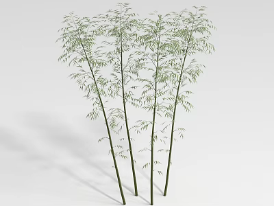 Bamboo Plants With Green Leaves And Slender Stalks On White Background 3d model