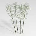 Bamboo Plants With Green Leaves And Slender Stalks On White Background