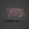 Various Types of Flowering Trees with Pink Blossoms and Green Foliage in Garden Landscaping Collection