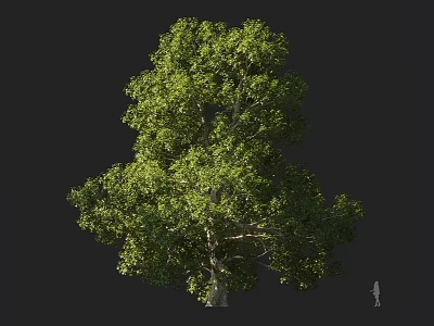 Tall Arbor With Lush Green Foliage Clear Trunk And Human Figure For Scale 3d model