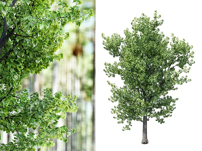 Lush Green Arbor With Dense Foliage And Strong Trunk In Natural Setting 3d model