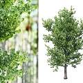 Lush Green Arbor With Dense Foliage And Strong Trunk In Natural Setting