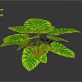 Green Plant With Large Leaves Yellow Striped Edges And Prominent Veins On Dark Background