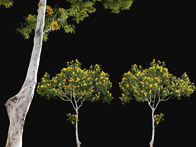 Lush Arbor Trees With Yellow Flowers Green Leaves And White Trunks 3d model