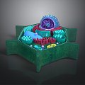 eukaryotic cell cross section cell cell structure cell tissue anatomy organ human organ 3d model