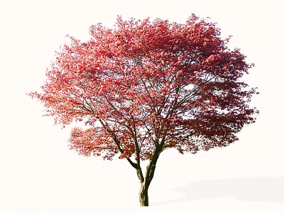 Tall Red Leaf Arbor With Dense Autumn Foliage And Brown Trunk 3d model