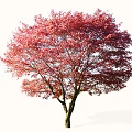 Tall Red Leaf Arbor With Dense Autumn Foliage And Brown Trunk