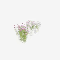 Beautiful Pink Flowers And Lush Green Grass In Natural Garden Plant
