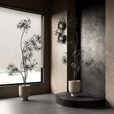 Potted Bonsai Trees In Light Pots With Green Leaves Near Window Blinds And Gray Wall 3d model