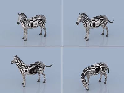 Zebra Animal Display In Four Different Angles View Images Collection 3d model