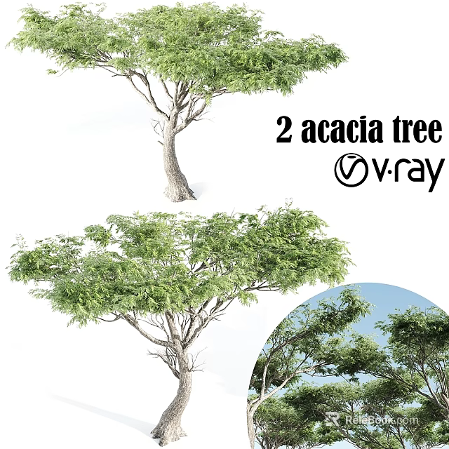 Two Acacia Trees As Garden Ornamental Plants For Outdoor Landscape Design 3d model 