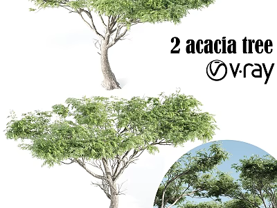 Two Acacia Trees As Garden Ornamental Plants For Outdoor Landscape Design 3d model