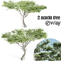 Two Acacia Trees As Garden Ornamental Plants For Outdoor Landscape Design