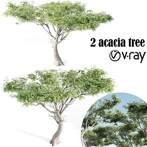 Modern gardening sketch Acacia tree 3d model