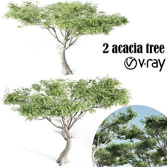 Modern gardening sketch Acacia tree 3d model