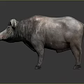 Realistic Gray Buffalo With Large Curved Horns Standing On Dark Background