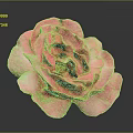Vibrant Pink Rose Isolated on Dark Background with Detailed Petal Structure