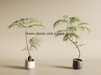 potted plant green plant potted plant green plant 3d model