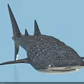 Whale Shark With White Spots On Dark Body And Large Mouth In Light Blue Background