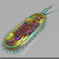 Bacterial Organ Structures With Hair Like Appendages In 3D Rendered Microorganism