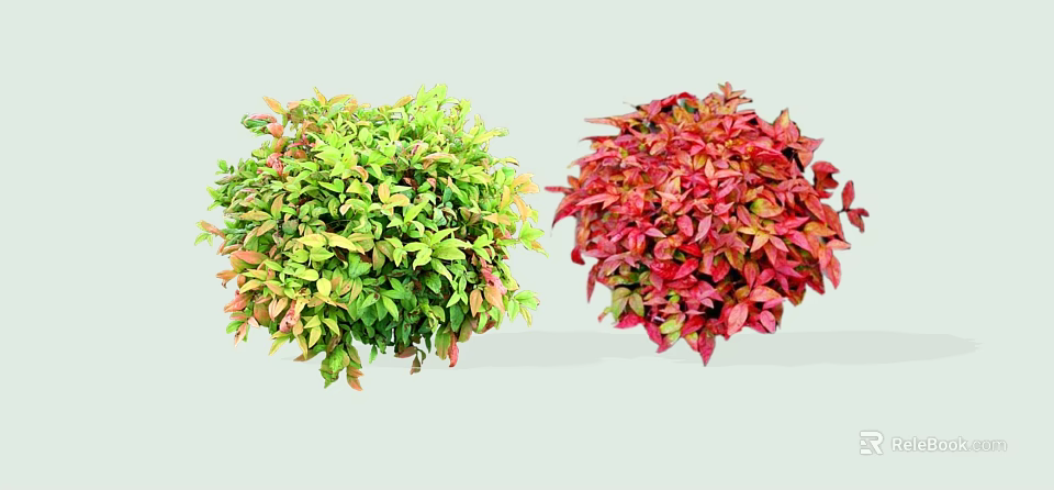 Vibrant Colorful Shrubs With Green Yellow And Red Foliage For Garden Landscaping 3d model 
