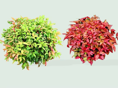 Vibrant Colorful Shrubs With Green Yellow And Red Foliage For Garden Landscaping 3d model