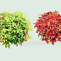 Vibrant Colorful Shrubs With Green Yellow And Red Foliage For Garden Landscaping